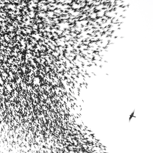 wilco sky blue sky